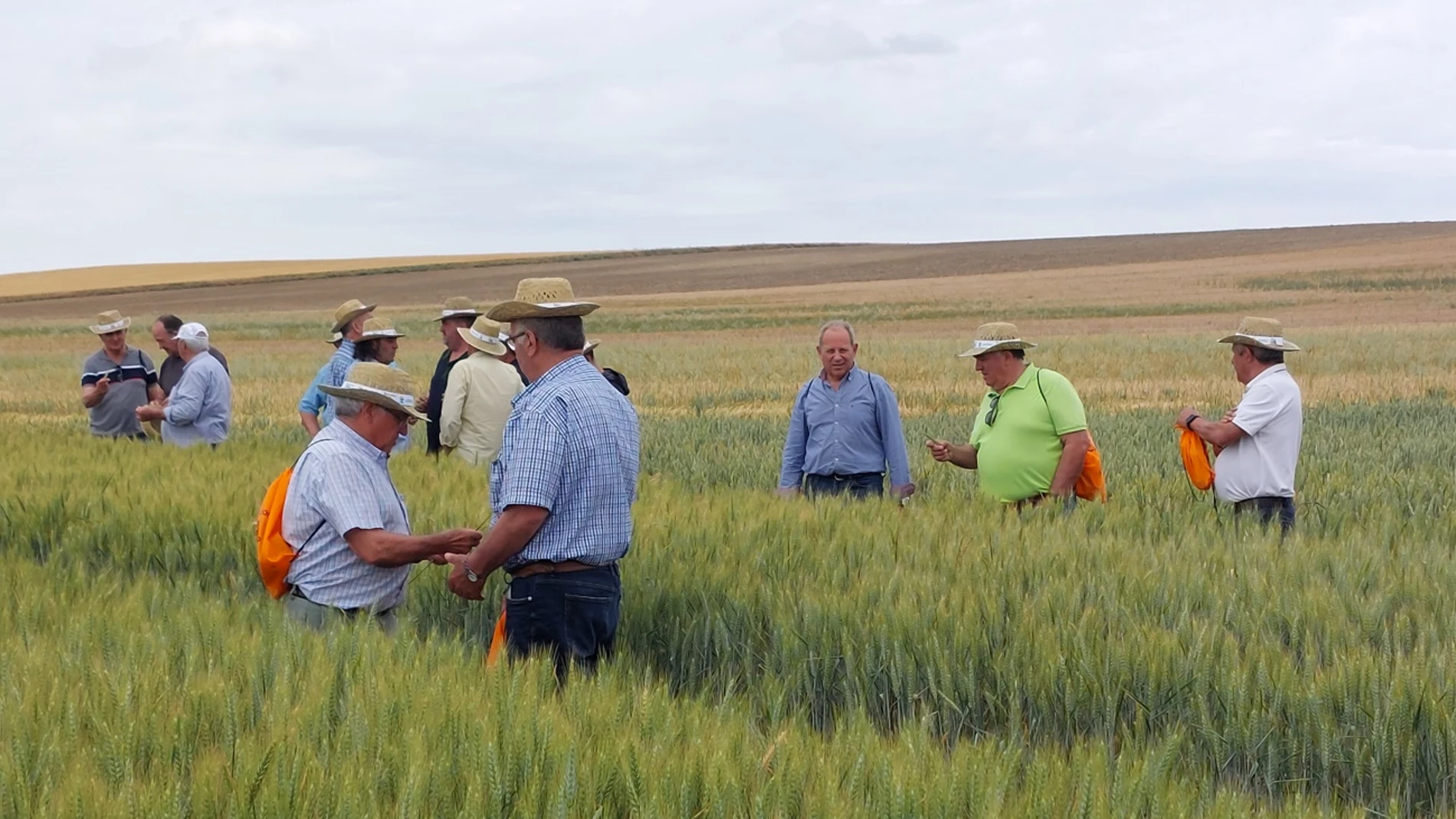 Campo demostrativo de cereal de Mamblas en Ávila