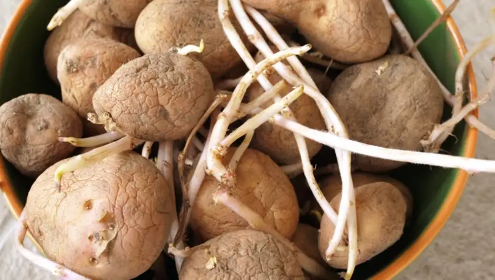 Patatas germinadas