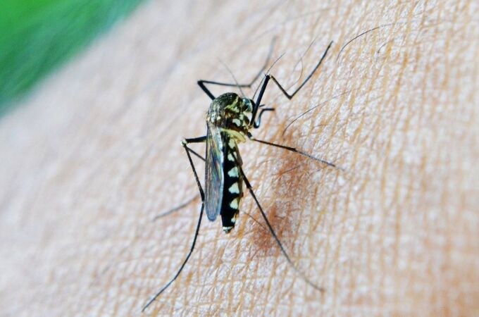 Almería.-Mojácar mantiene fumigaciones "prácticamente a diario" desde la detección de mosquitos del virus del Nilo Almería.-Mojácar mantiene fumigaciones "prácticamente a diario" desde la detección de mosquitos del virus del Nilo