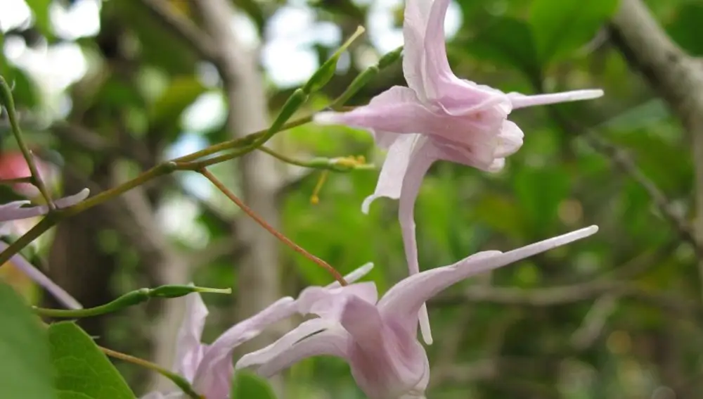 Epimedium Rosado