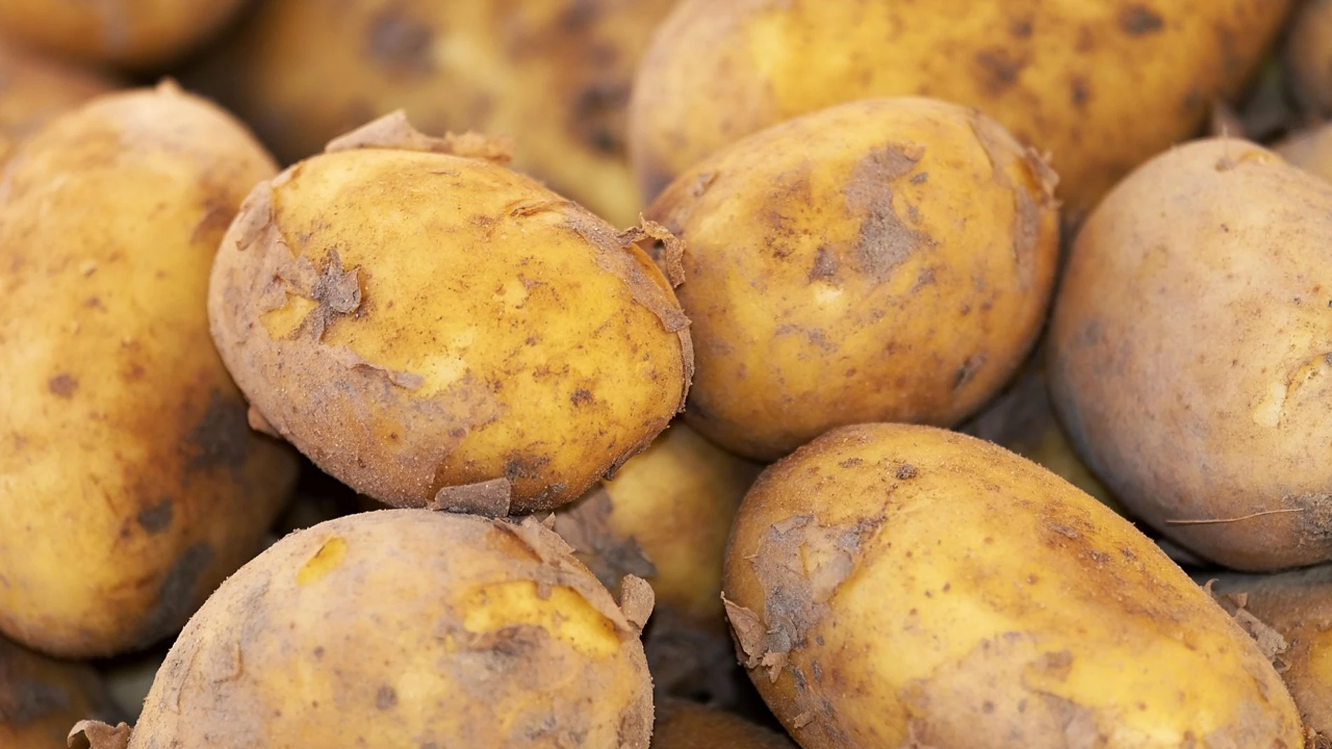 Patatas recolectadas