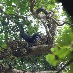 Un chimpancé comiendo higos en Ngogo, en el Parque Nacional Kibale de Uganda, en 2018. Los biólogos de UC Berkeley midieron el contenido de etanol de muchos tipos de frutas que los chimpancés consumen habitualmente y descubrieron que contienen cantidades sustanciales (suficientes para sugerir que los simios están expuestos de manera crónica al alcohol en la dieta).