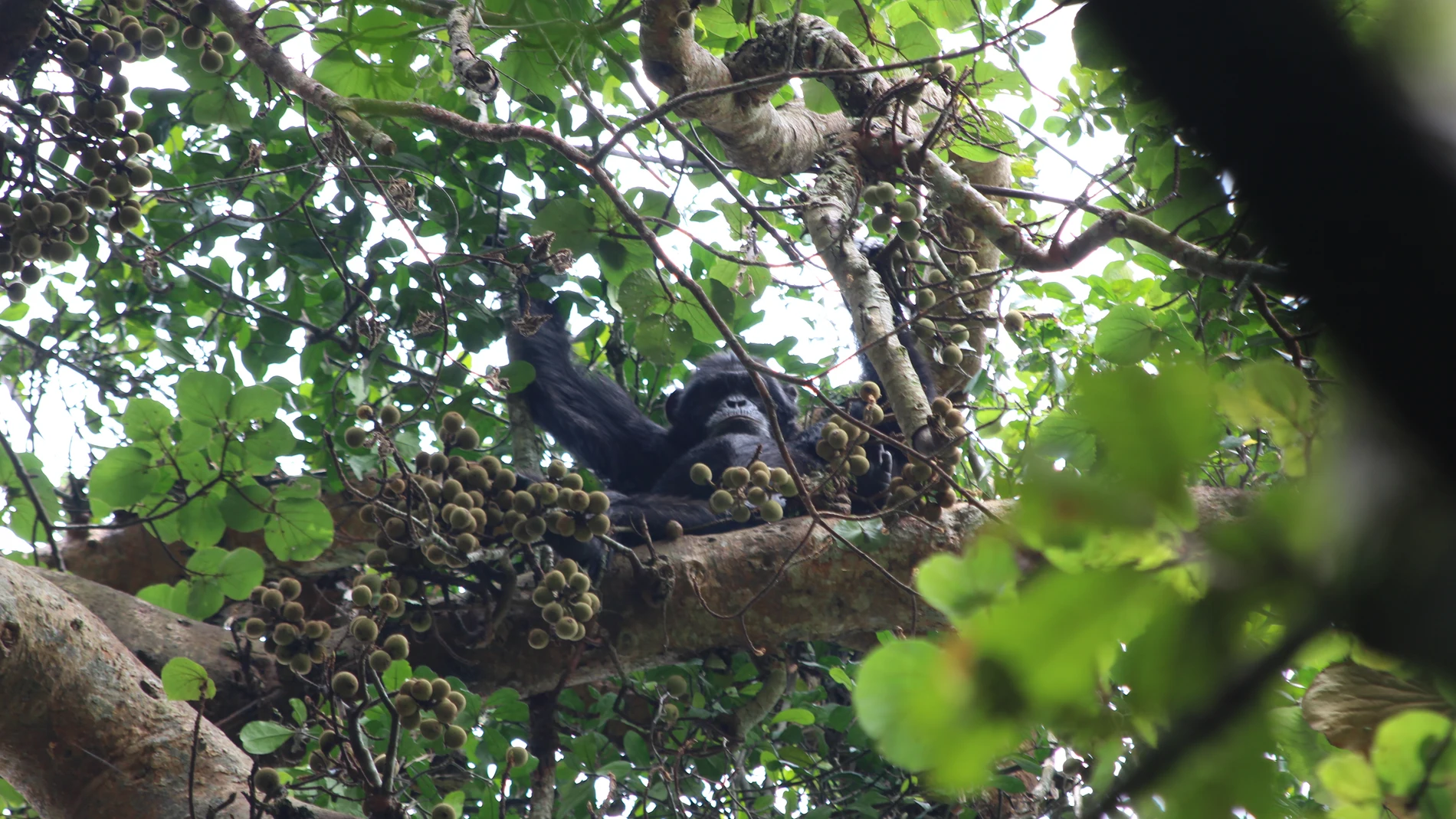 Un chimpancé comiendo higos en Ngogo, en el Parque Nacional Kibale de Uganda, en 2018. Los biólogos de UC Berkeley midieron el contenido de etanol de muchos tipos de frutas que los chimpancés consumen habitualmente y descubrieron que contienen cantidades sustanciales (suficientes para sugerir que los simios están expuestos de manera crónica al alcohol en la dieta).