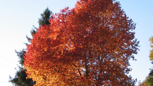 Cerezo en otoño. 