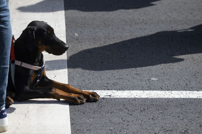 Un perro acostado en el asfalto 