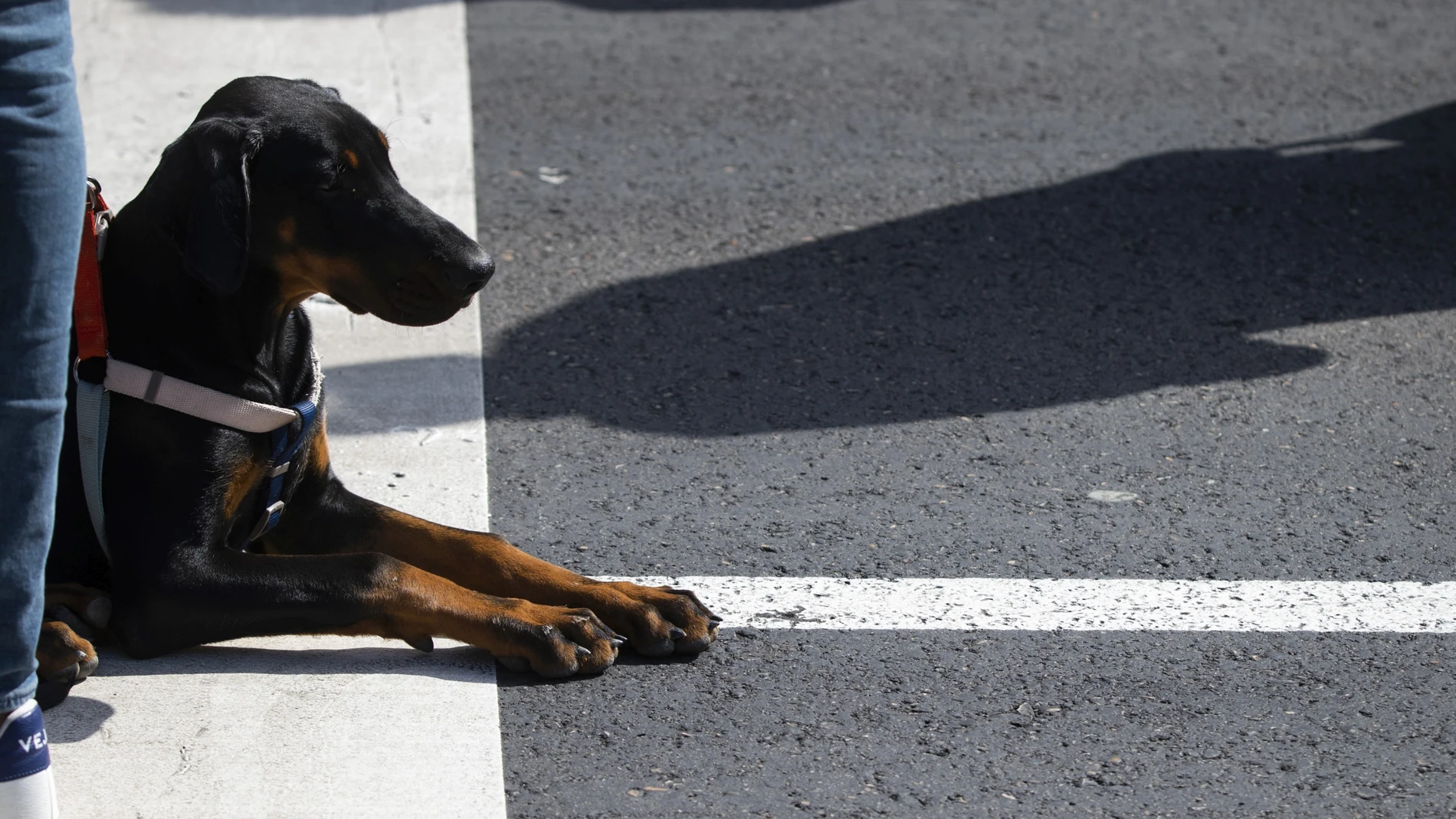 Un perro acostado en el asfalto