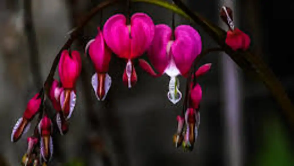Dicentra o corazones salvajes