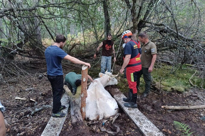 Bomberos rescatan a una vaca atrapada durante más de dos horas en una turbera en Rascafría