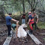 Bomberos rescatan a una vaca atrapada durante más de dos horas en una turbera en Rascafría