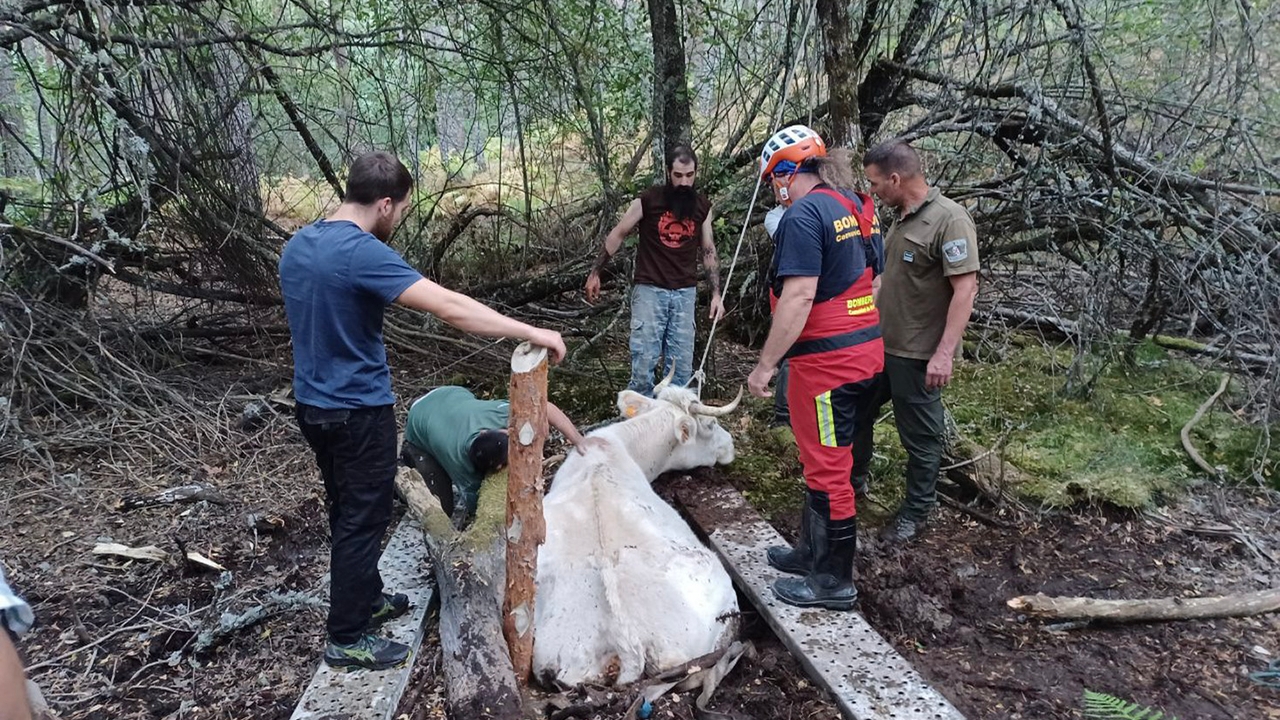 Rescatan a una vaca atrapada en una turbera en Rascafría