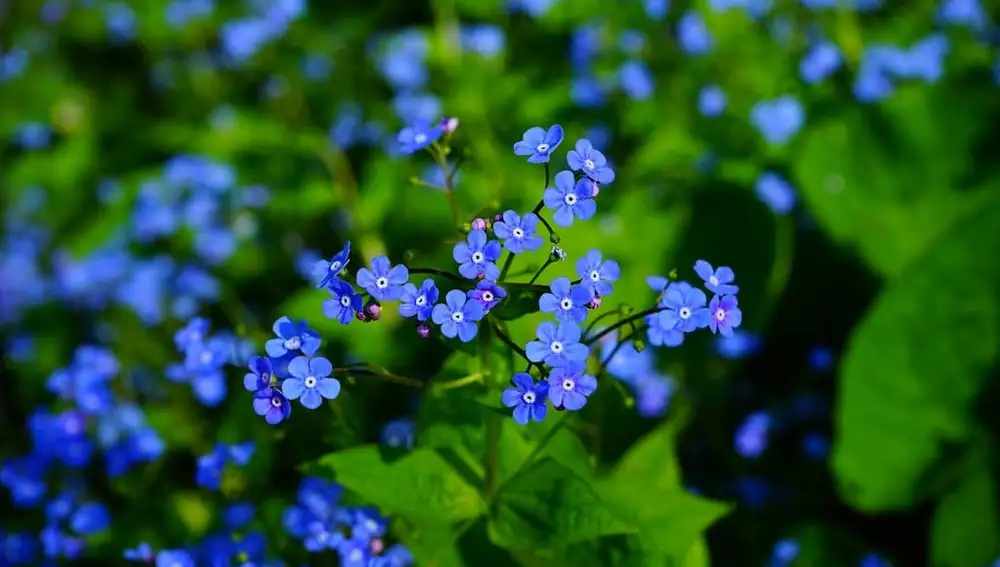 Brunnera o No me olvides