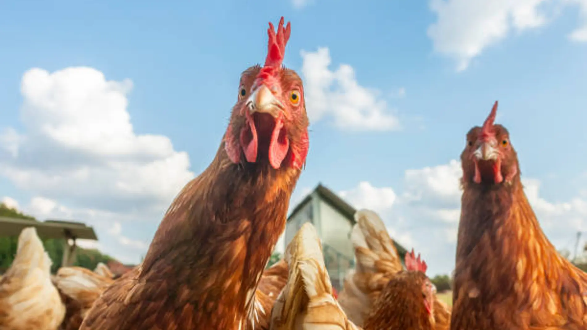 Un brote de gripe aviar se extiende por España y los expertos avisan: ''se debe evitar la manipulación de aves enfermas o muertas''