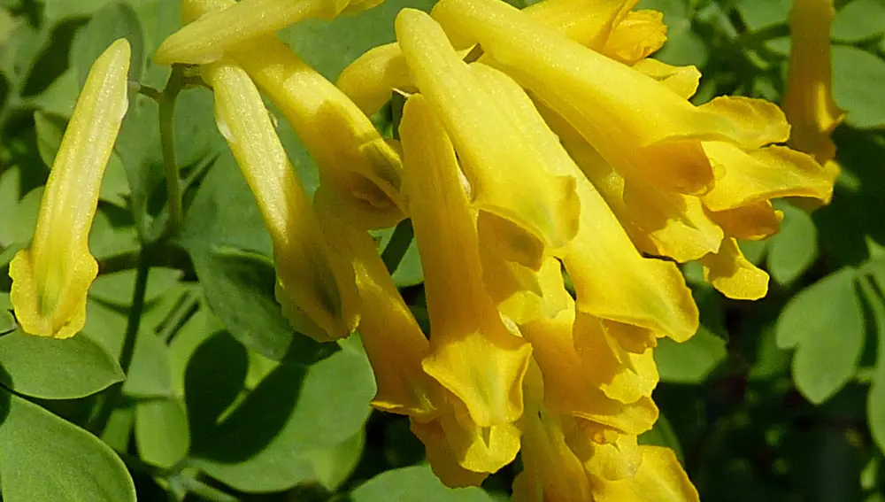 Corydalis lutea