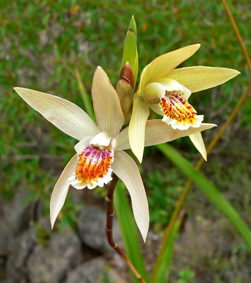 Bletilla u orquídea de tierra