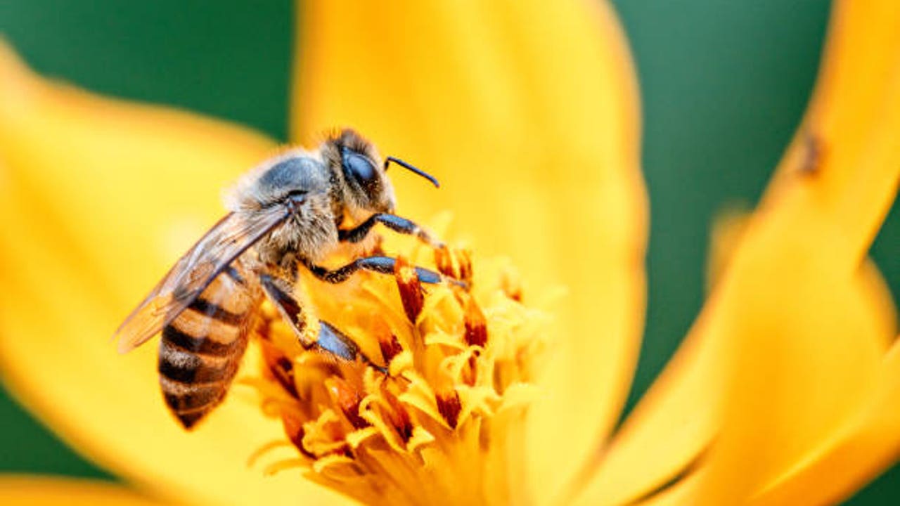 Descubren segunda función del polen además de alimentar: sirve de escudo bacteriano contra enfermedades
