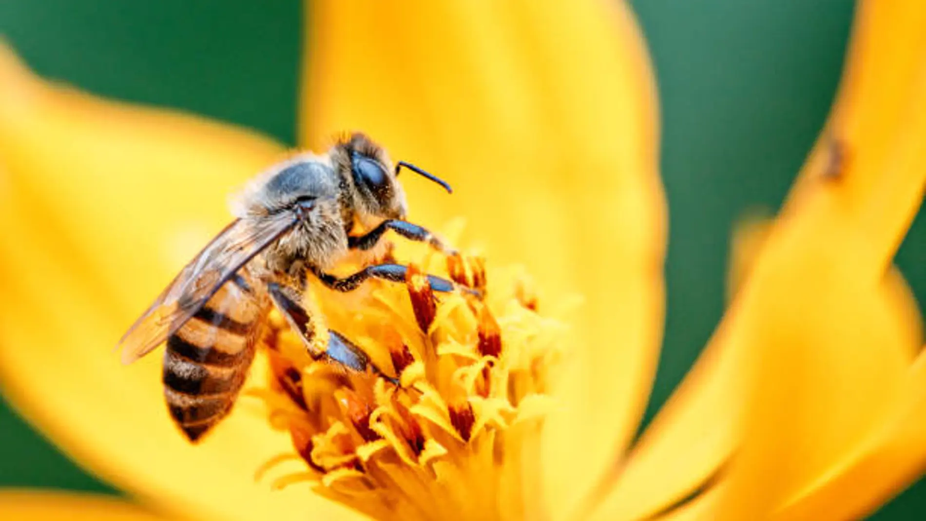 El superalimento creado en Oxford que podría salvar a las abejas de la extinción