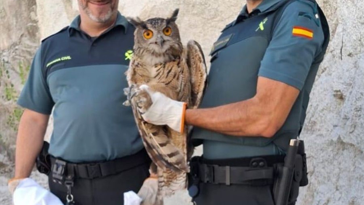 La Guardia Civil rescata a un búho real herido en Madrid