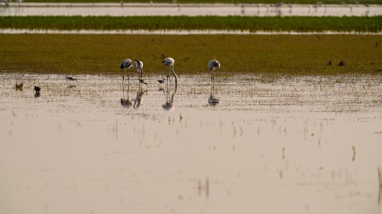 La gripe aviar infecta a 67.000 aves de granja en 2 meses y espera el impacto otoñal