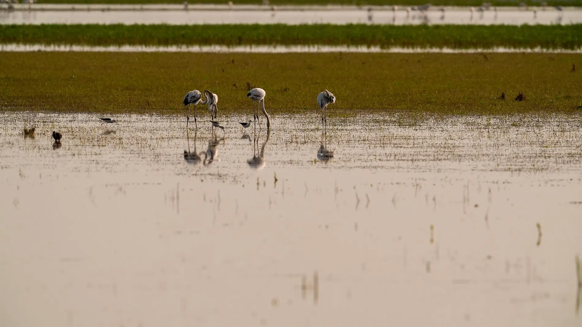 VÍDEO: Detectados dos nuevos casos de gripe aviar en cigüeñas blancas en el Entorno Natural de Doñana