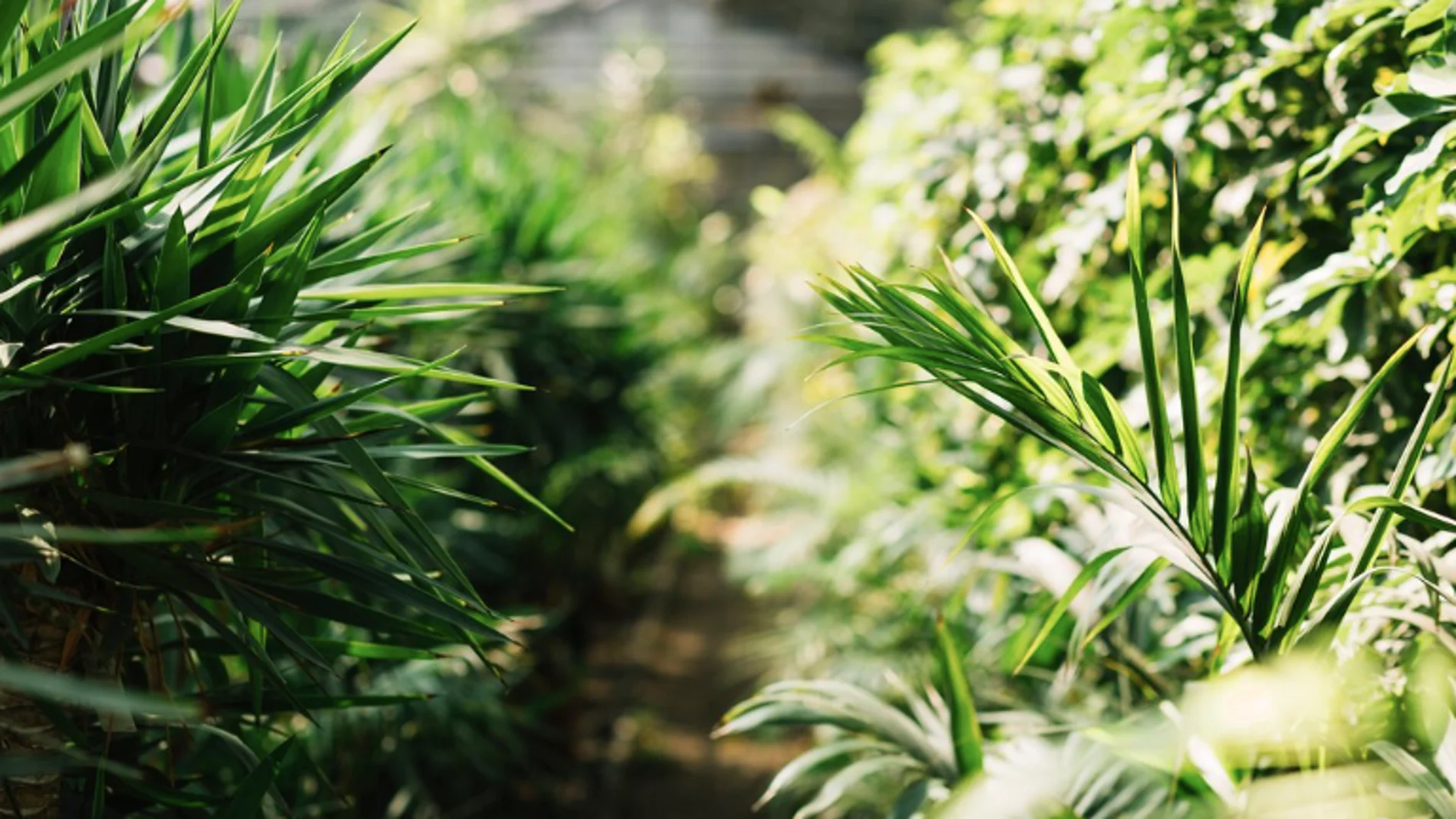 Las 5 mejores plantas para atraer las buenas energías en el hogar