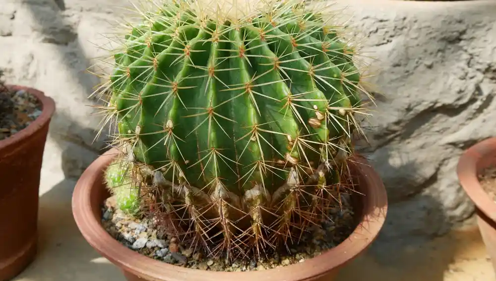Cactus