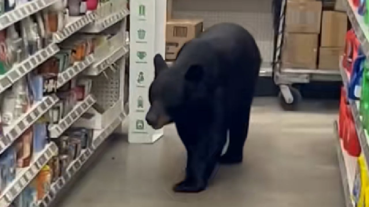 Un oso se pasea por una tienda de EE UU para sorpresa de los clientes: la historia acabó mal