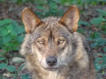 Asturias autoriza abatir lobos en cacerías programadas para controlar daños al ganado Asturias autoriza abatir lobos en cacerías programadas para controlar daños al ganado