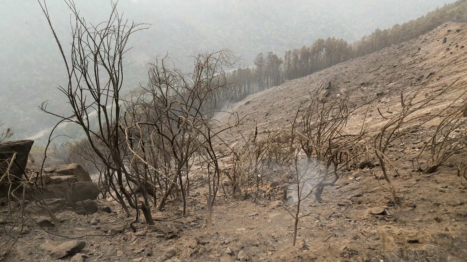 Terreno calcinado, a 20 de septiembre de 2025, en A Barca, Sober, Lugo, Galicia (España). La conselleira do Medio Rural, María José Gómez, ha explicado que las llamas de este incendio forestal calcinaron varias casas y, aunque la situación mejoró con respecto a la jornada de ayer, hay puntos de "mucha complejidad” ya que ahora están activas las zonas de los barrancos que caen hacia el río Sil. Además, las 17 personas que fueron evacuadas durante la noche en el núcleo de Abelairas regresaron a...