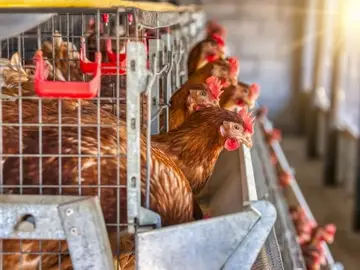 Granja de Gallinas Granja de Gallinas