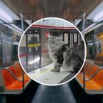 Así creó un youtuber una ciudad en miniatura para sus gatos: "Parecen personas"
