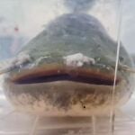 Dos polacos capturan un pez gato que bate el récord mundial: este es su verdadero tamaño