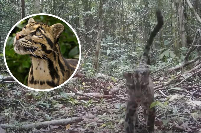 Una cámara logra captar una de las especies de felinos más raras del mundo