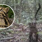 Una cámara logra captar una de las especies de felinos más raras del mundo