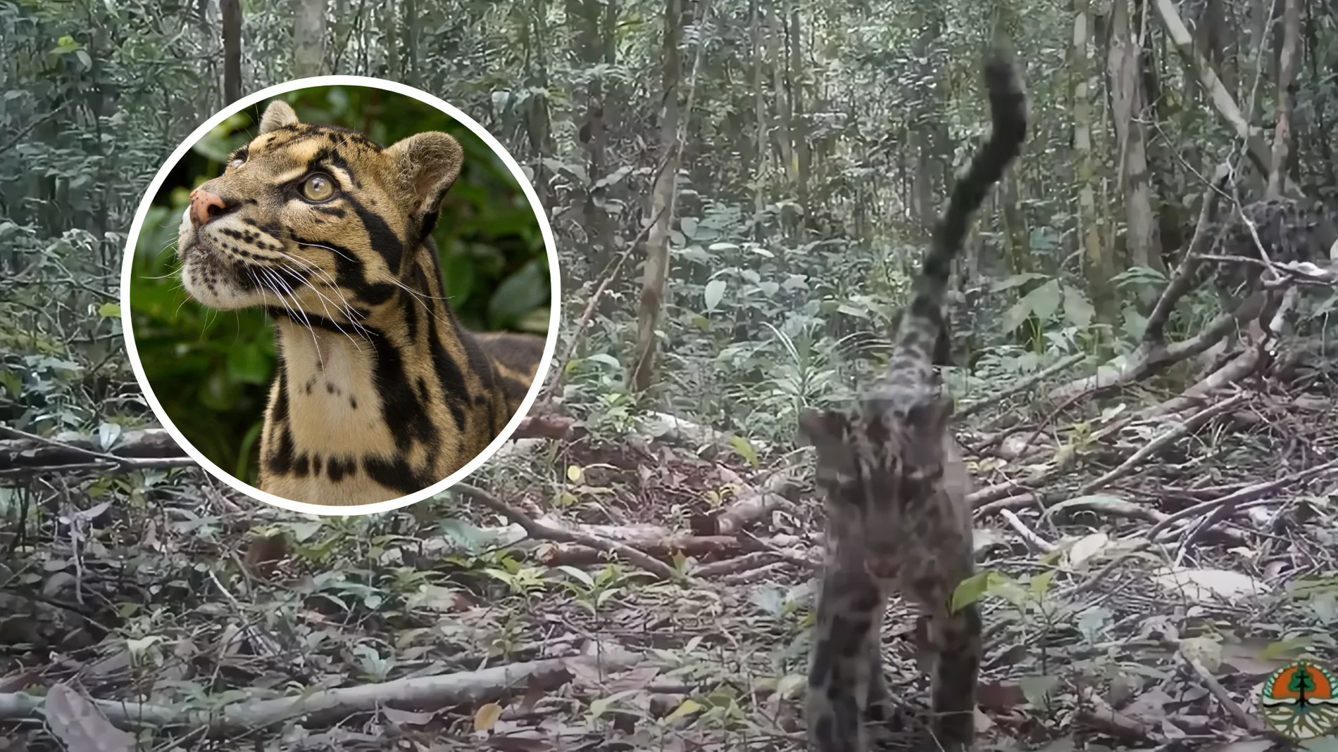 Una cámara logra captar una de las especies de felinos más raras del mundo