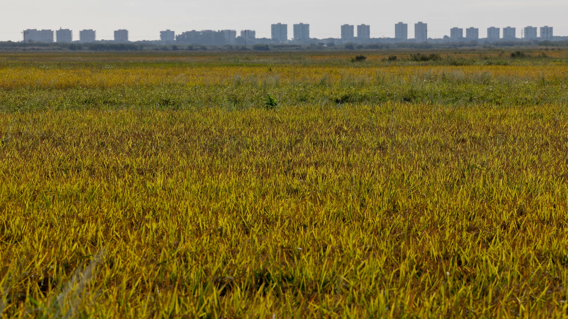 GRAFCVA9384. CATARROJA (VALENCIA), 22/09/2025.- Vista general de unos arrozales durante este lunes en el que la Asociación Valenciana de Agricultores (AVA-Asaja) ofrece una rueda de prensa sobre los trabajos de la siega del arroz "más ruinosa de los últimos tiempos" y el problema sanitario de la piricularia que sitúa este cultivo "en números rojos, hasta el punto de amenazar con un importante abandono de arrozales por primera vez en el parque natural de la Albufera". EFE/Ana Escobar