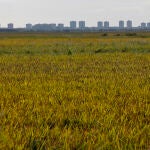 La Asociación Valenciana de Agricultores denuncia los trabajos de la siega del arroz "más ruinosa de los últimos tiempos"