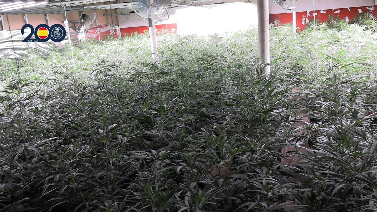Detienen a tres hombres por una plantación de marihuana en Puente Tocinos (Murcia)