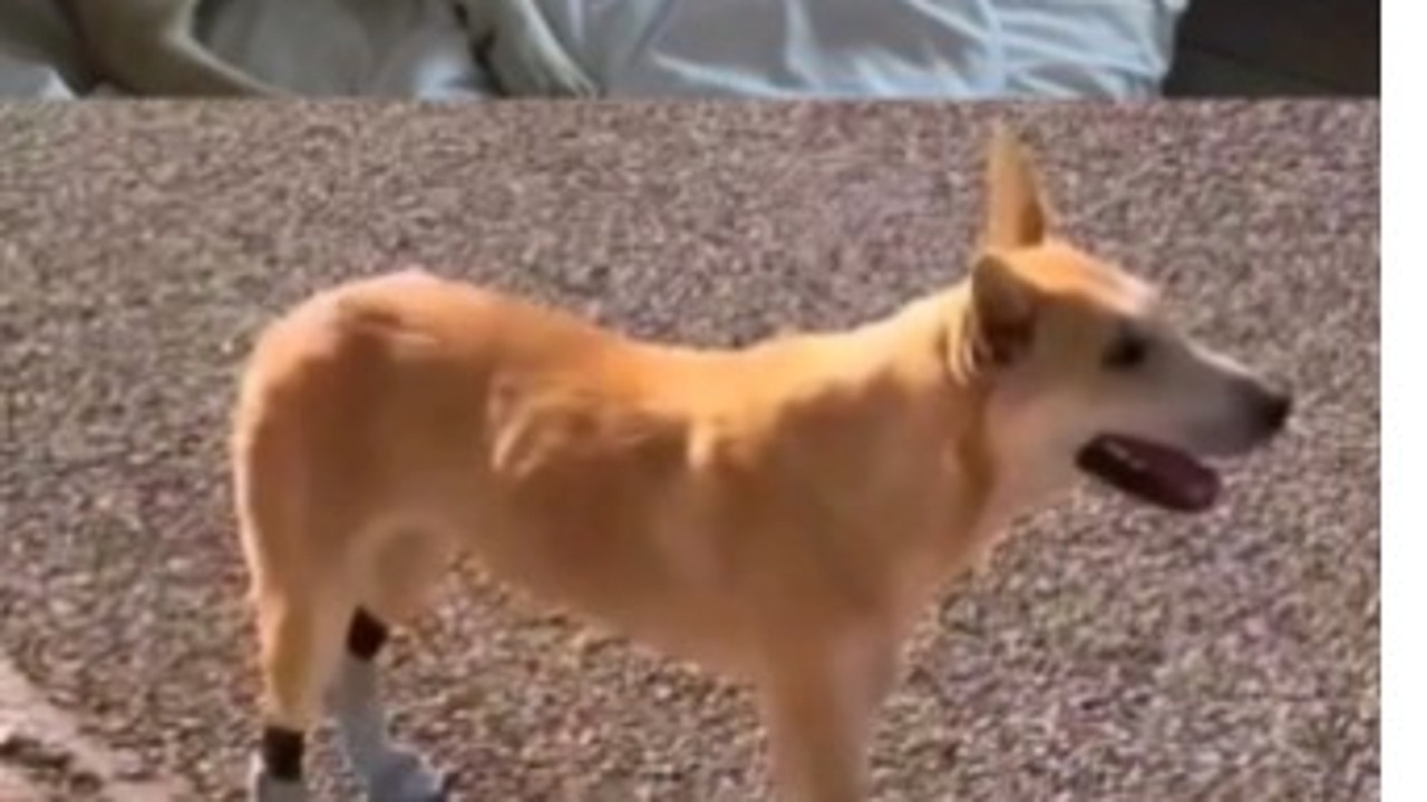 Denuncial el tráfico ilegal de perros de la raza Aidi marroquí a Gran Bretaña, donde se venden por 4.800 euros