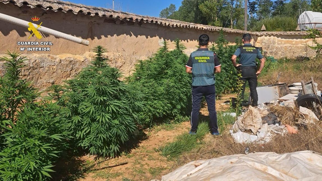 Descubren una plantación de marihuana en Olmos de Ojeda (Palencia)