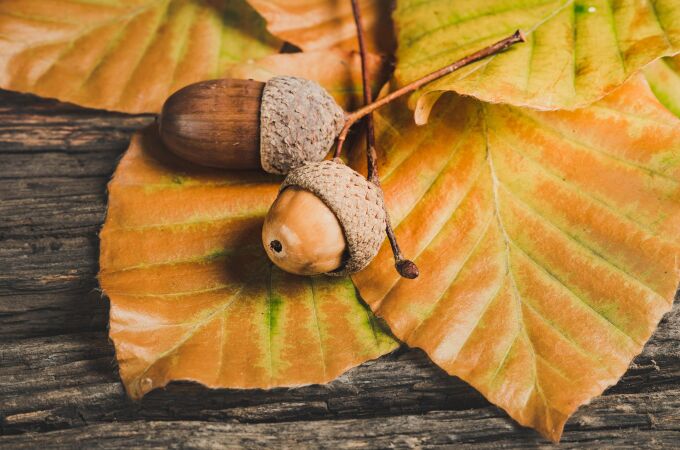Bellotas en otoño