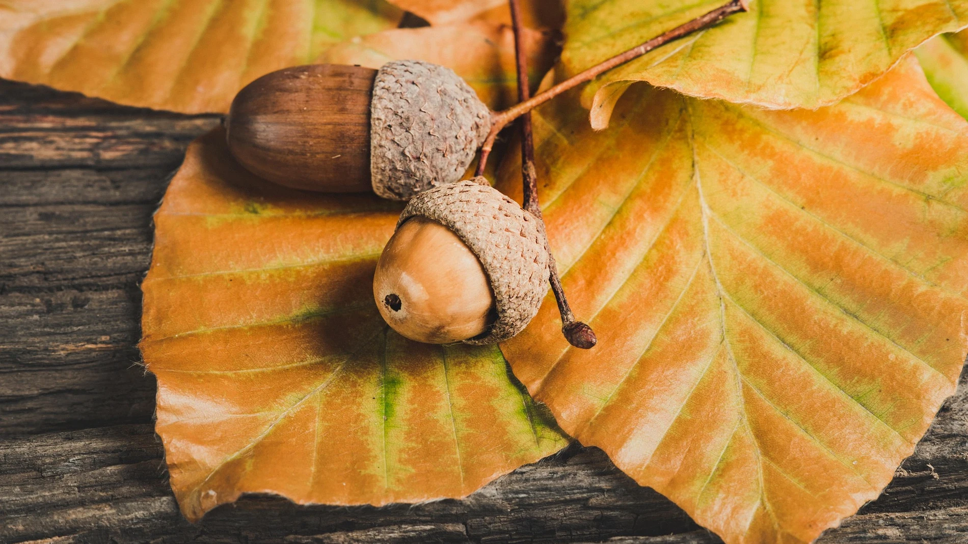 Bellotas en otoño