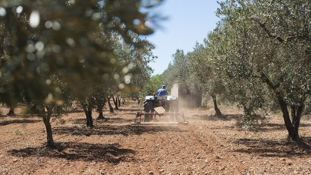 Los recortes de la PAC encienden las alarmas en el sector agrario andaluz