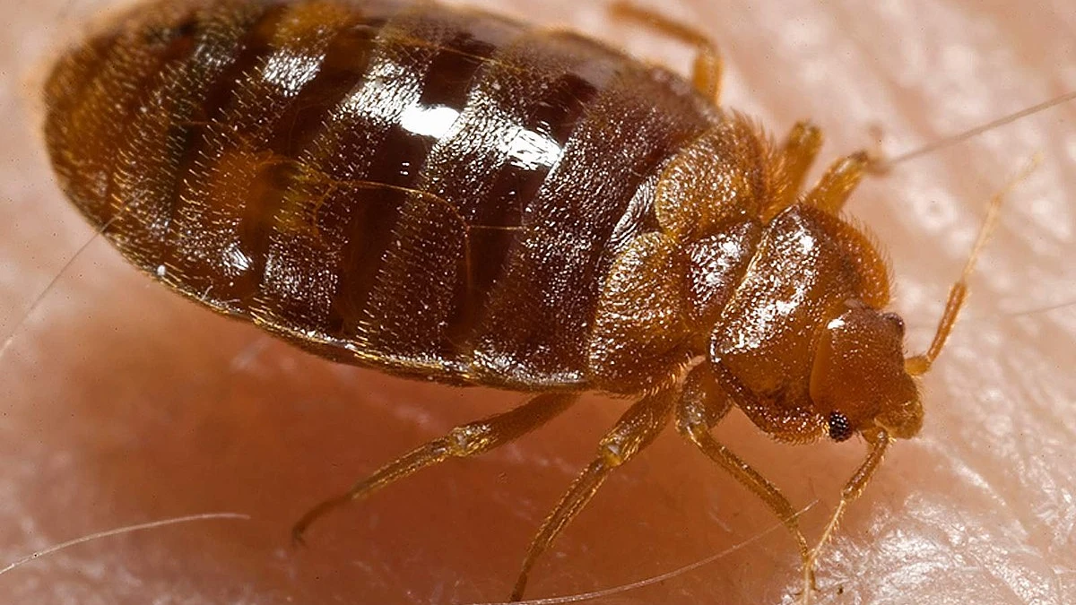 Cómo reconocer las picaduras de chinches: Todo lo que necesitas saber para identificarlas