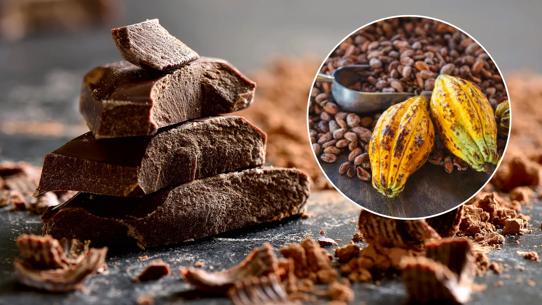Como cultivar cacao en casa y producir tu propio chocolate: aunque vivas en la ciudad y tengas poco espacio