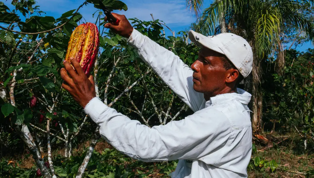 Cultivador de cacaoteros recolectando el fruto del cacao