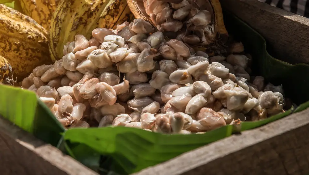 Semillas de cacao extraídas de la cáscara