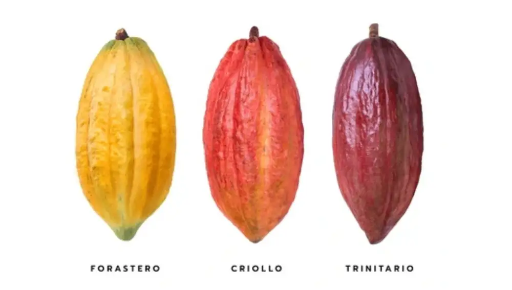 Las tres mejores variedades de cacao para cultivar