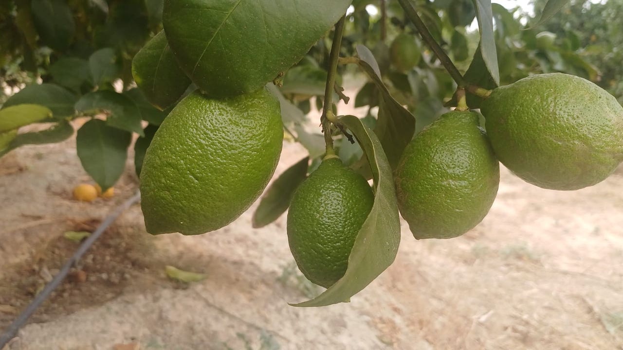 Descenso de un 15,2 por ciento en la producción de cítricos en Alicante