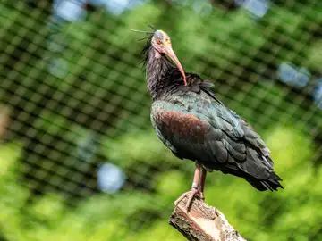 Un vecino de Montemolín (Badajoz) condenado a un año de cárcel y 20.000€ de multa por matar cuatro ibis eremitas Un vecino de Montemolín (Badajoz) condenado a un año de cárcel y 20.000€ de multa por matar cuatro ibis eremitas