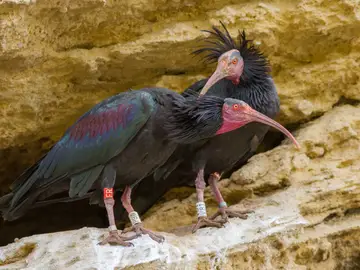Tres años de prisión a un hombre de Badajoz por cazar a una de las aves en mayor riesgo de extinción del mundo Tres años de prisión a un hombre de Badajoz por cazar a una de las aves en mayor riesgo de extinción del mundo